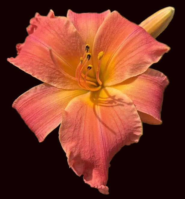 Sweet Sorbet (Garden Name, Unregistered)