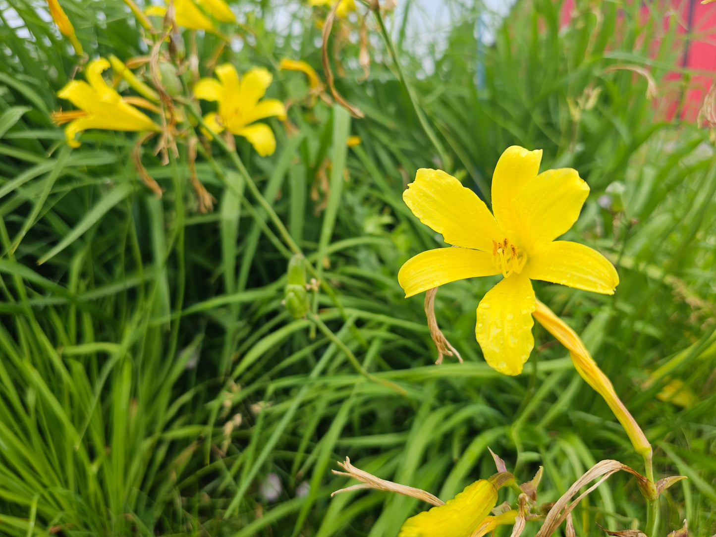 Citrina