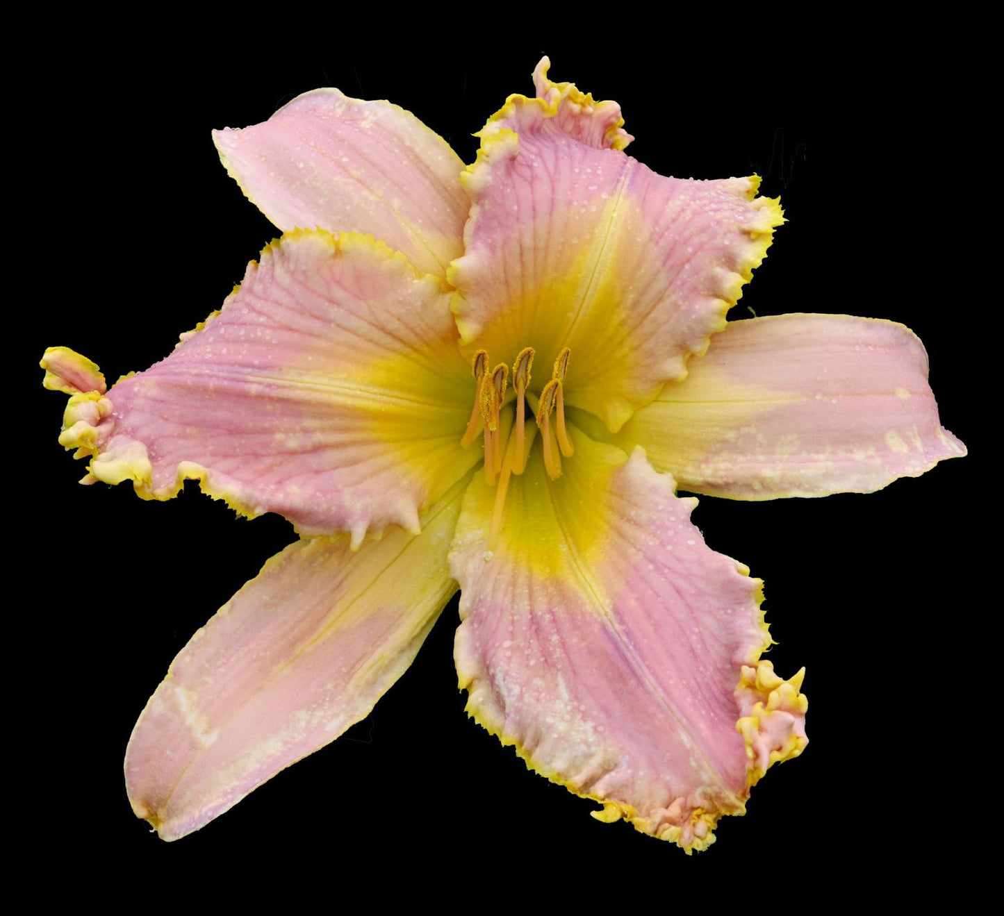 Aaliyah's Pink Star