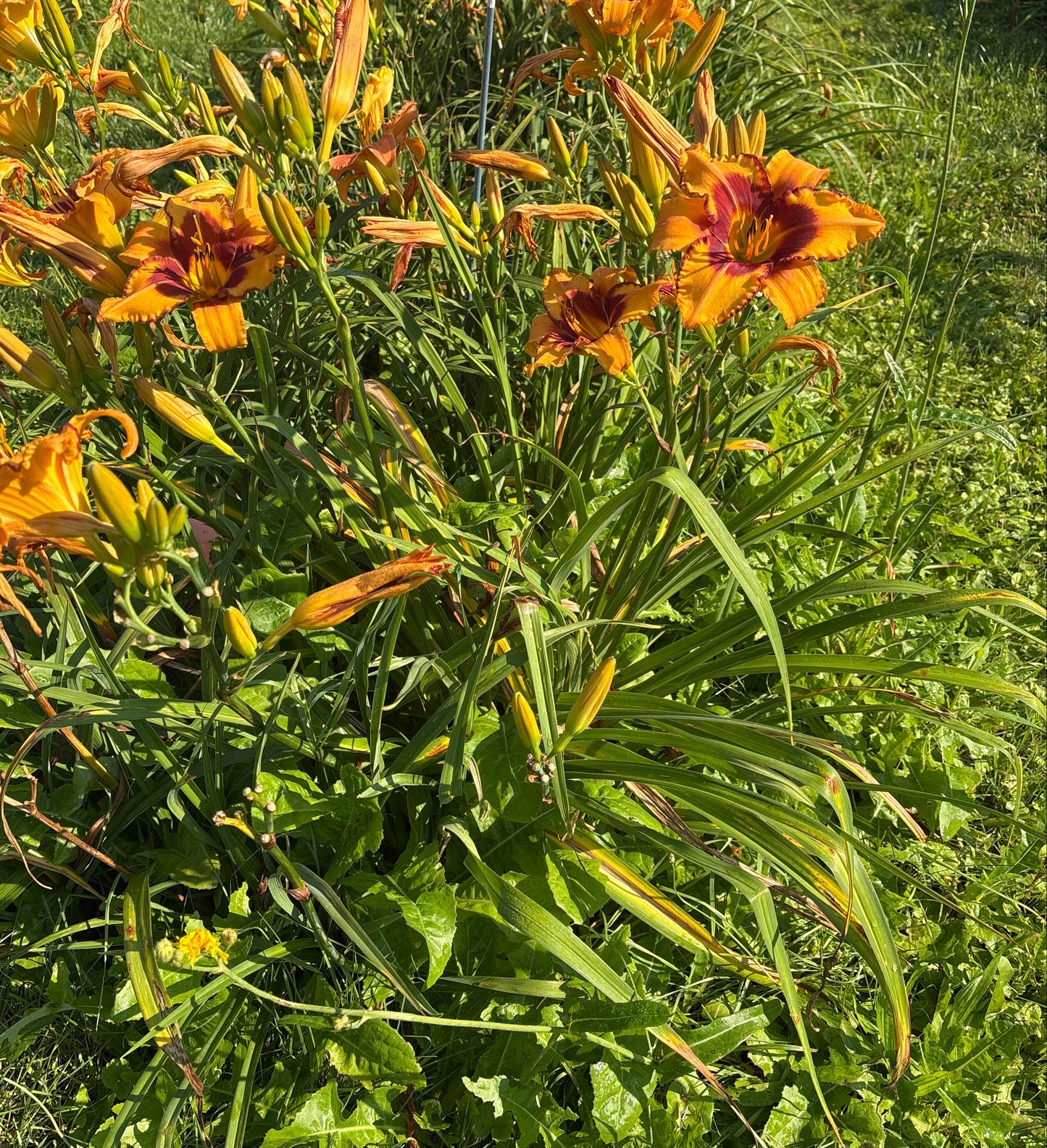 Frisky Business (Garden Name, Unregistered)
