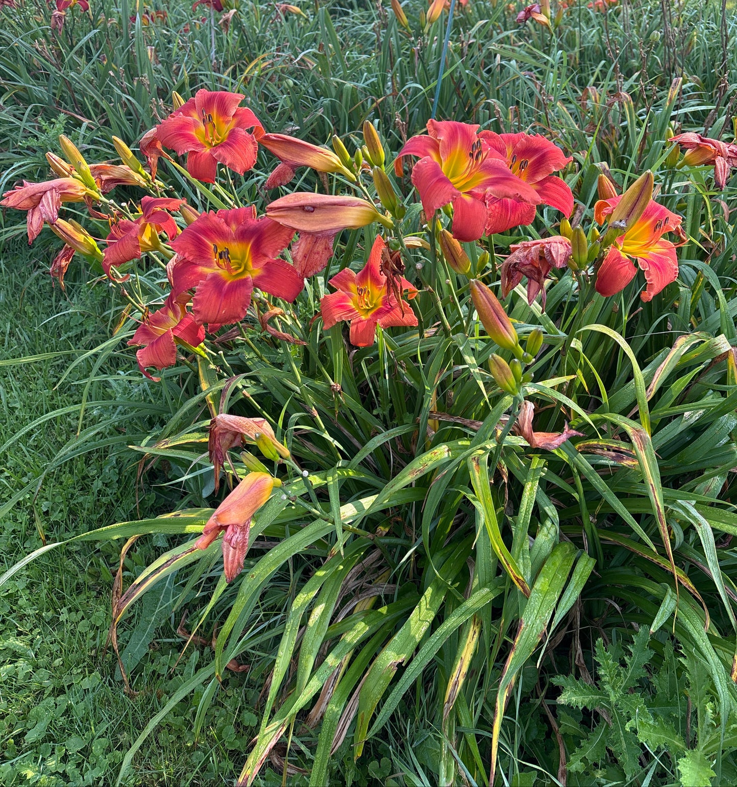 One Soft Whisper (Garden Name, Unregistered)