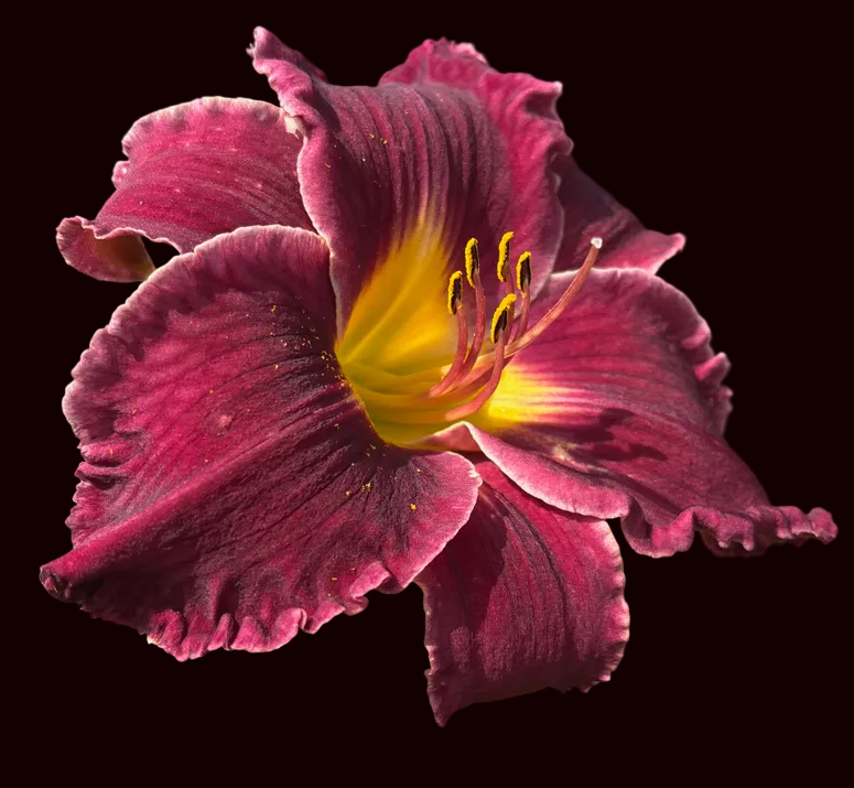 Swift Ripple (Garden Name, Unregistered)