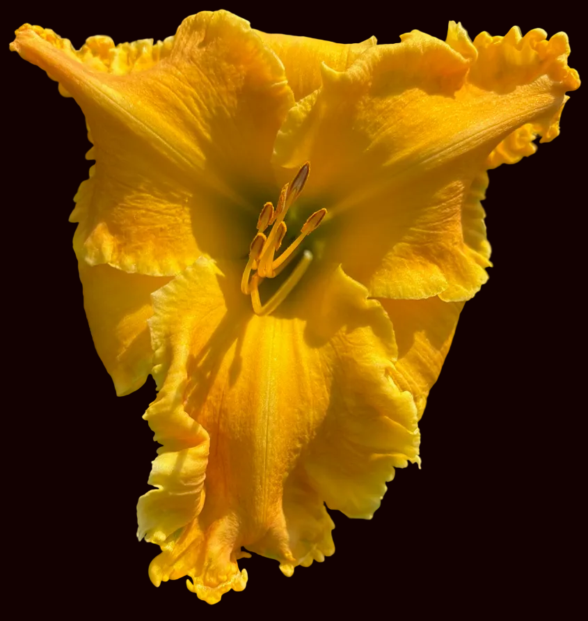 Honeypie (Garden Name, Unregistered)