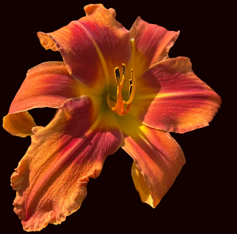 Orange Sea Star (Garden Name, Unregistered)