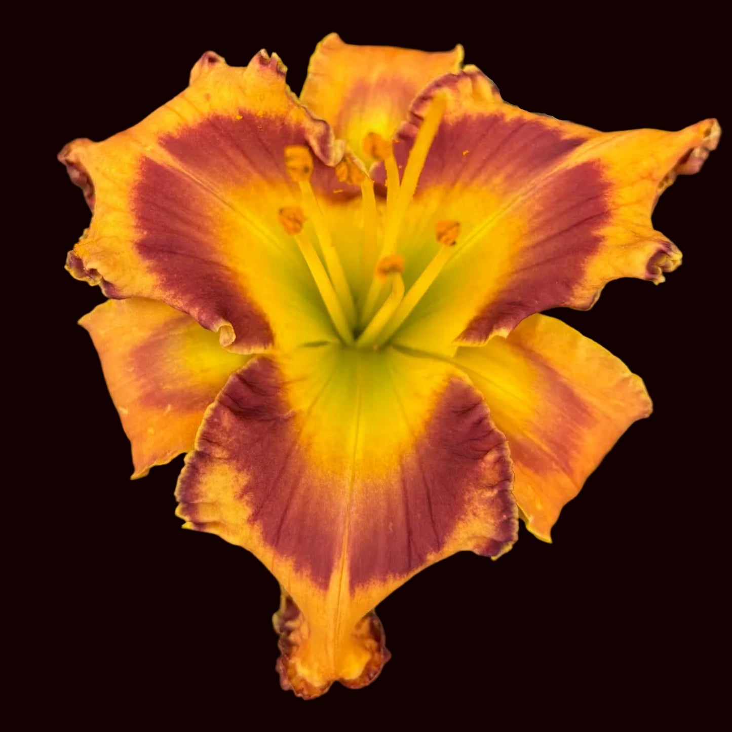 Flourishing Fiesta (Garden Name, Unregistered)