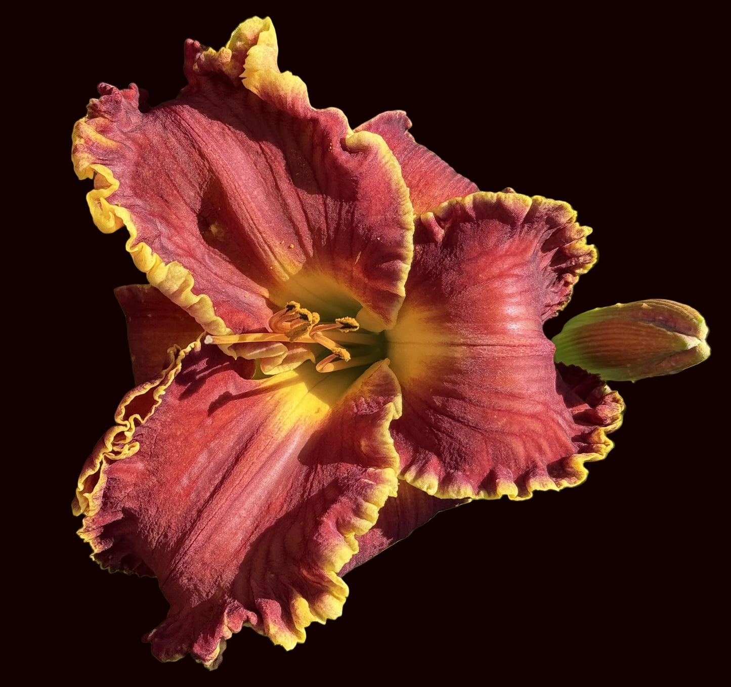 Second Best (Garden Name, Unregistered)
