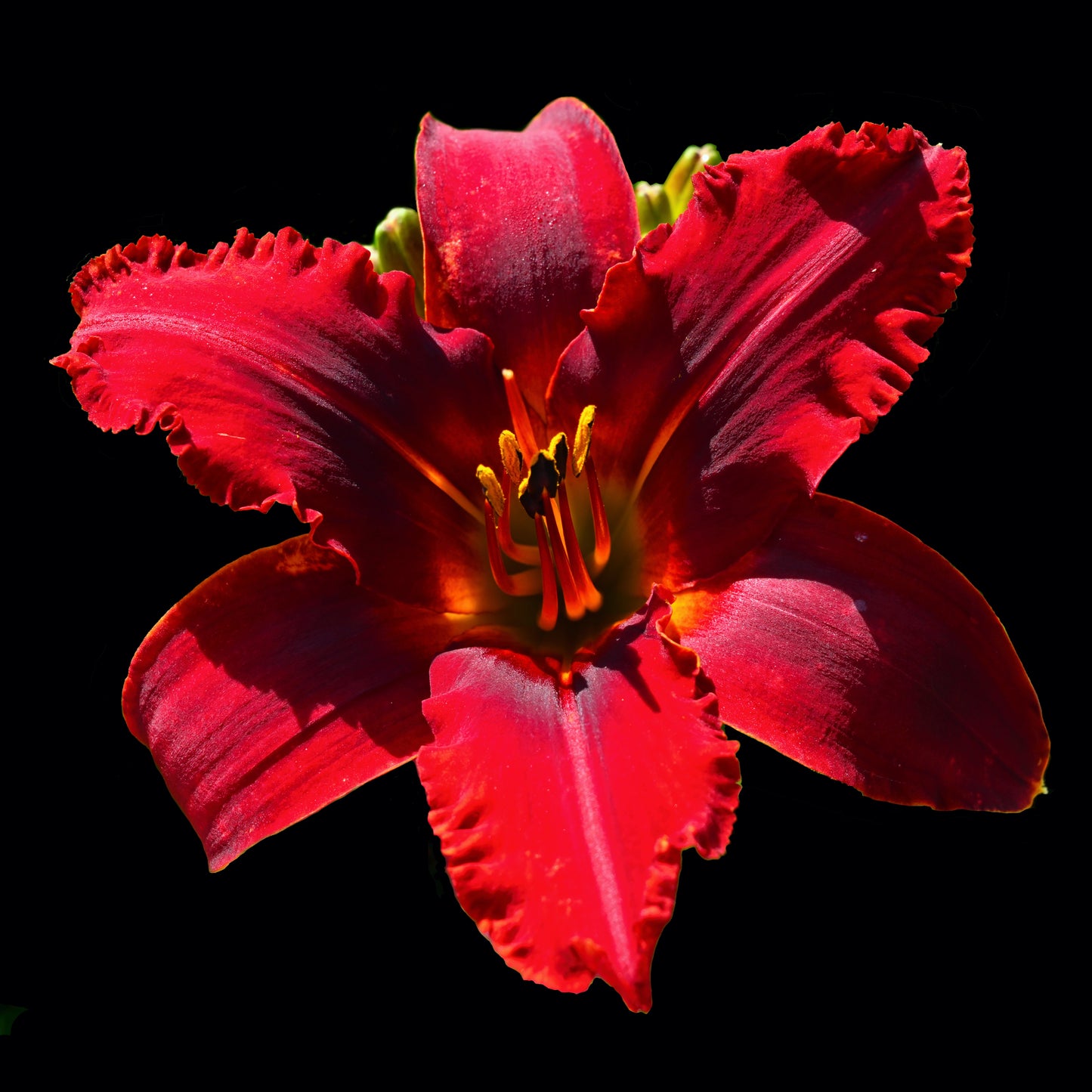James Resolute Red