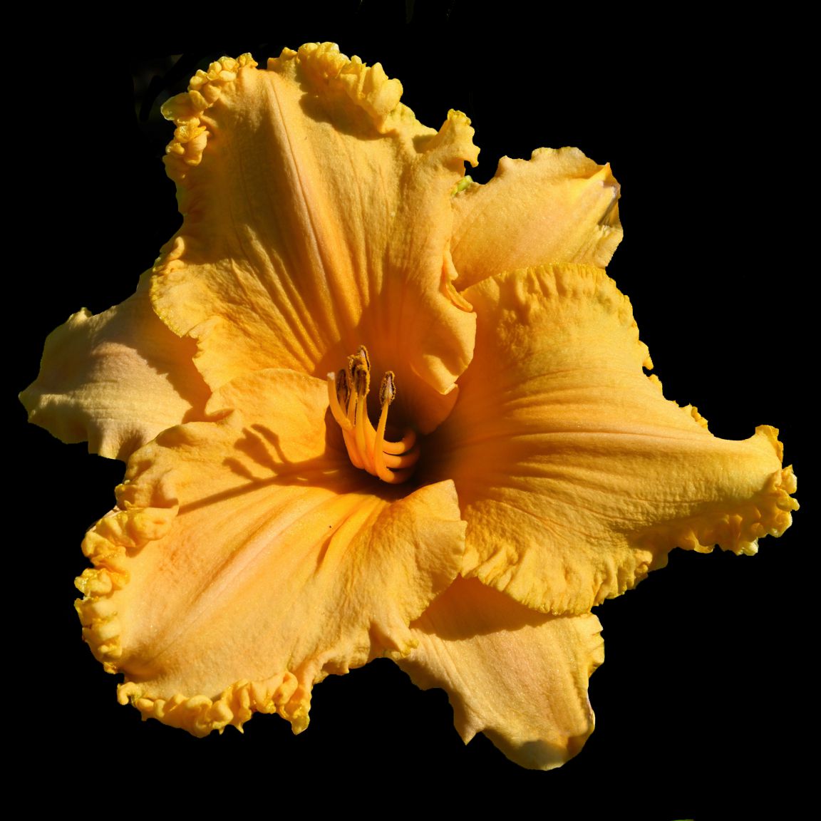 Niagara Peach