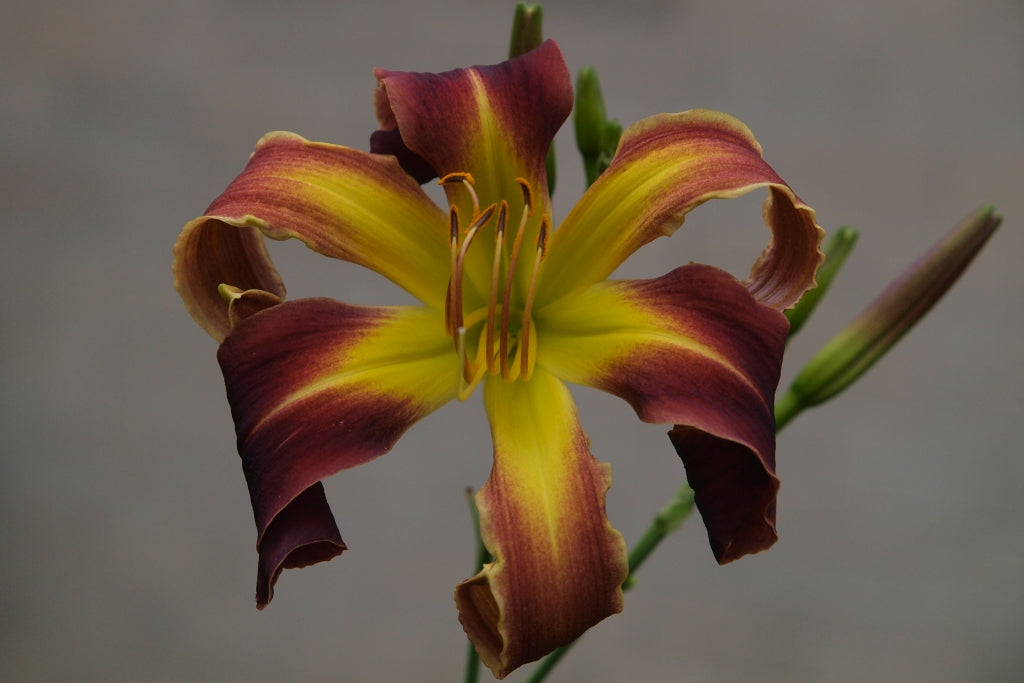 The Height of Discovery