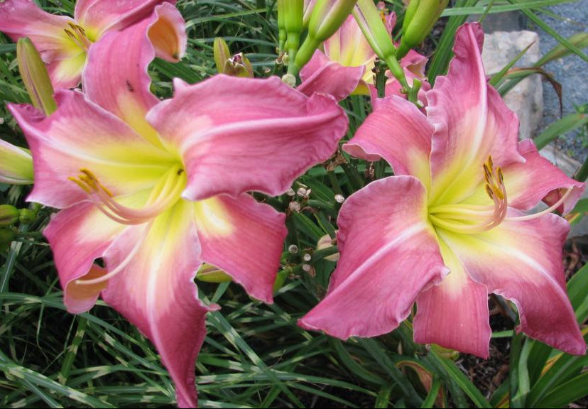 White Eyes Pink Dragon