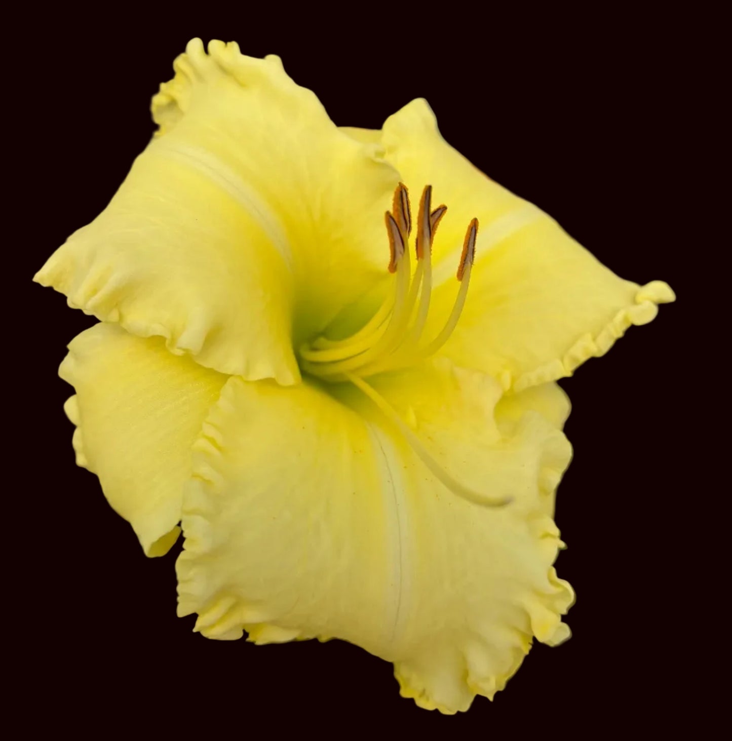 Fresh Off The Vine (Garden Name, Unregistered)