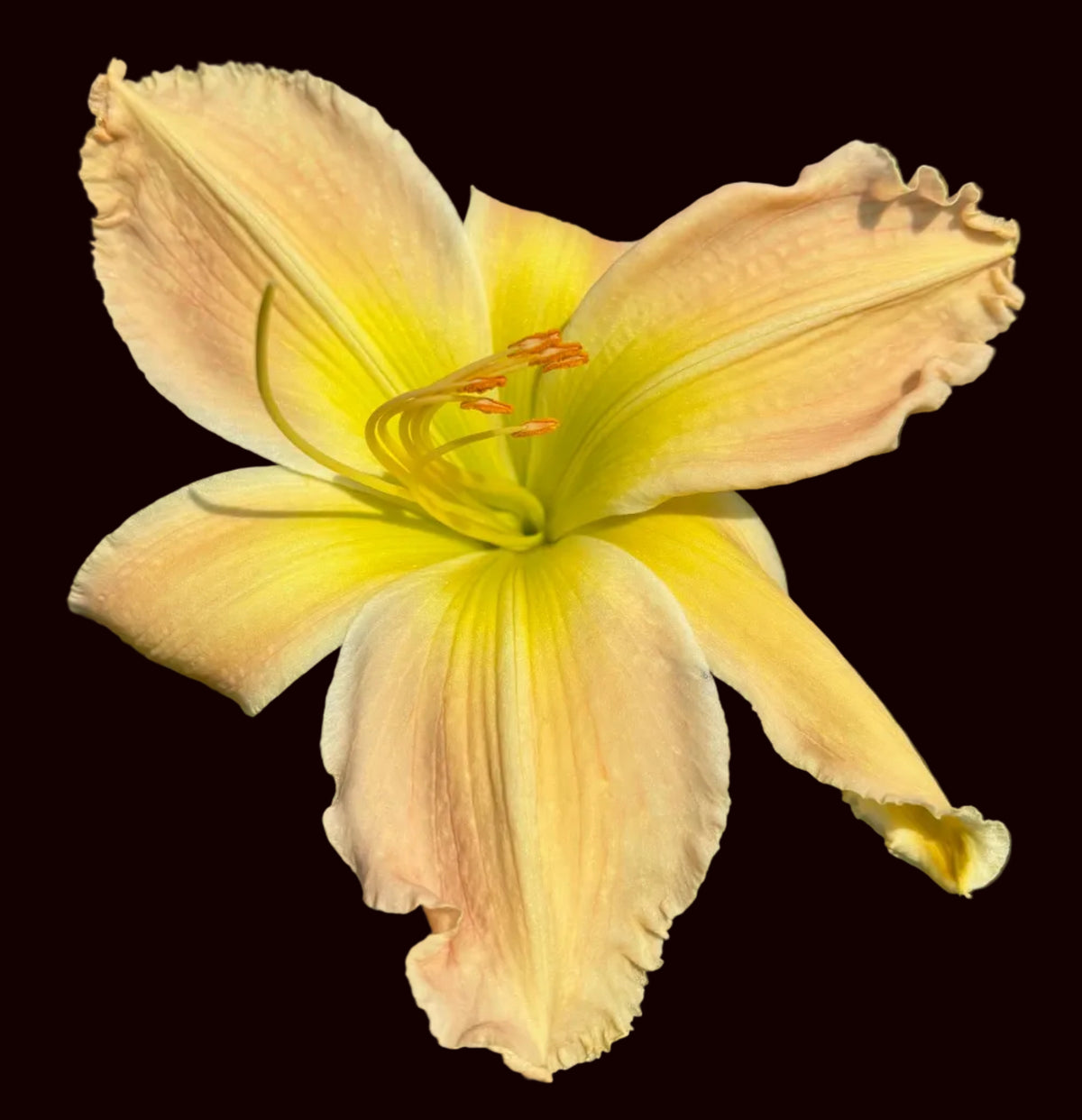 Coco Chameleon (Garden Name, Unregistered)