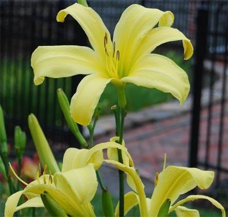 Lemon Madeline