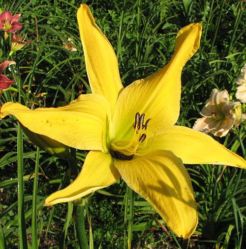 Webster's Golden Wonder
