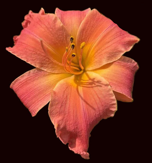 Sweet Sorbet (Garden Name, Unregistered)