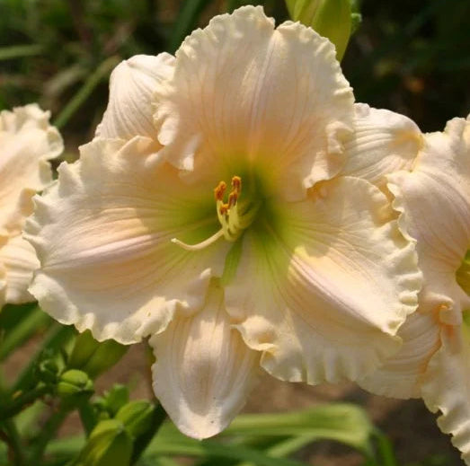 Christine Tuminello LeGrand