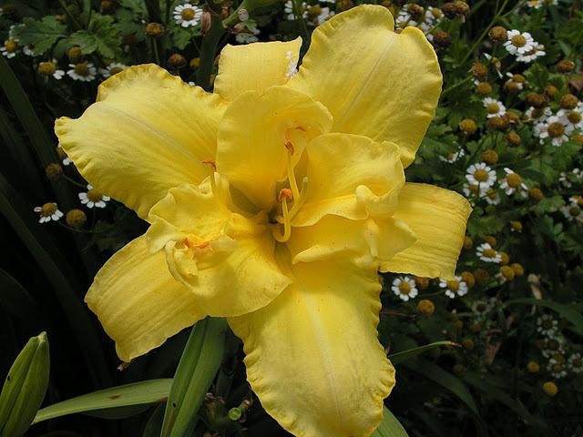 Decatur Double Delight