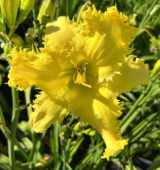 Bonibrae Throwing Star