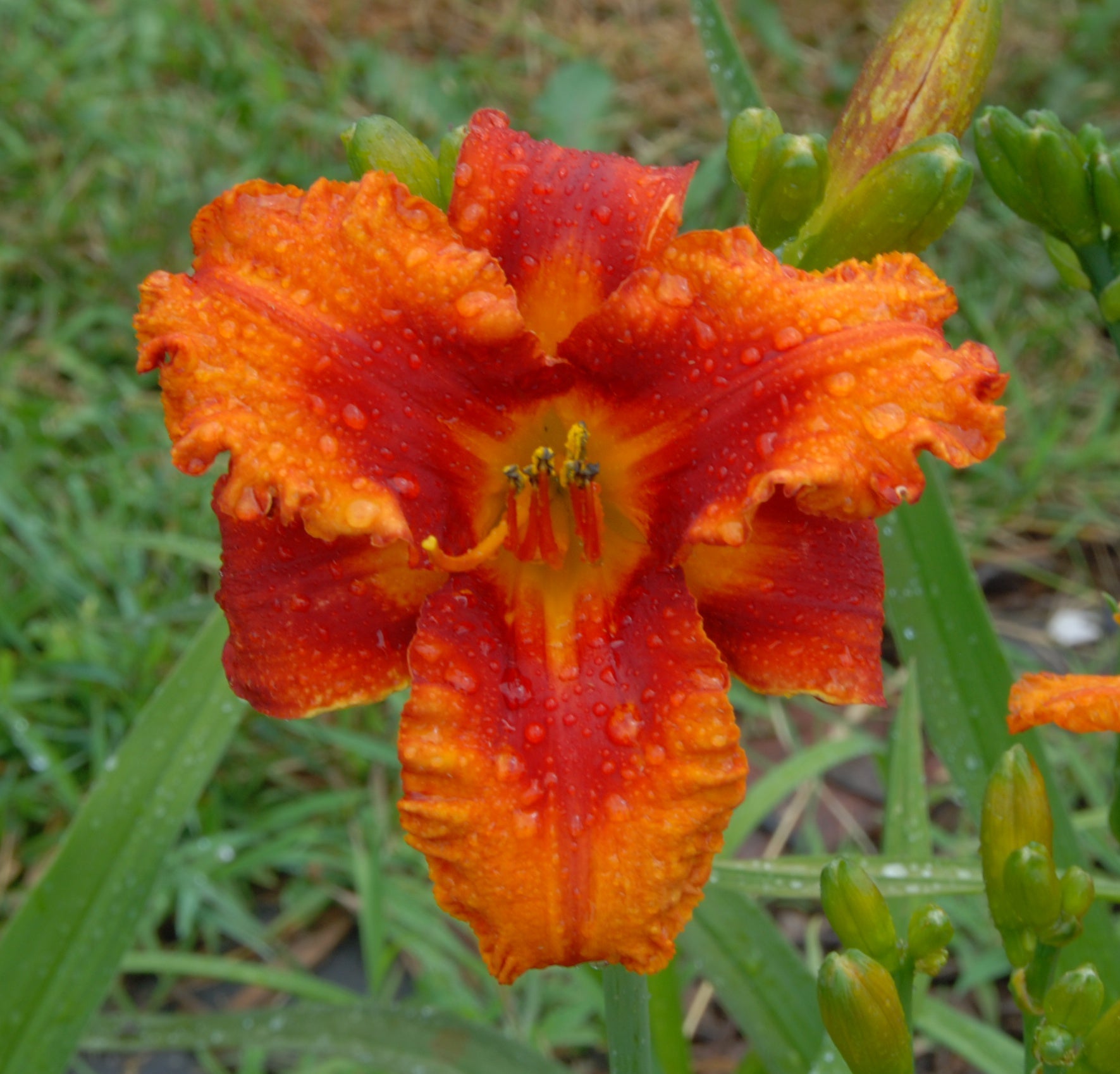 Nifty Fifty Dynamic Daylilies