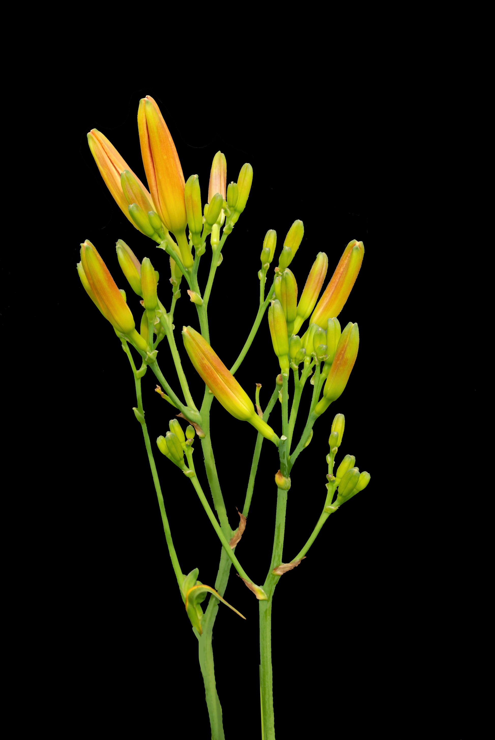 Nifty Fifty Dynamic Daylilies