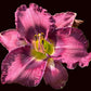 Aaliyah Lily ( Garden Name, Unregistered)