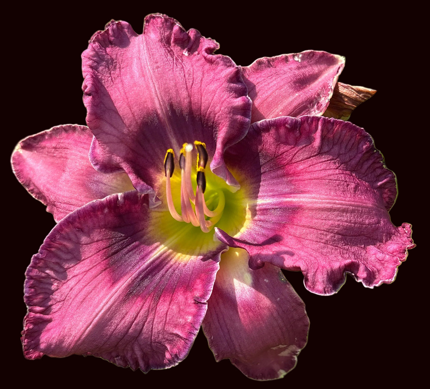 Aaliyah Lily ( Garden Name, Unregistered)