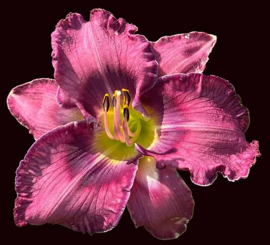 Aaliyah Lily ( Garden Name, Unregistered)