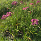 Aaliyah Lily ( Garden Name, Unregistered)