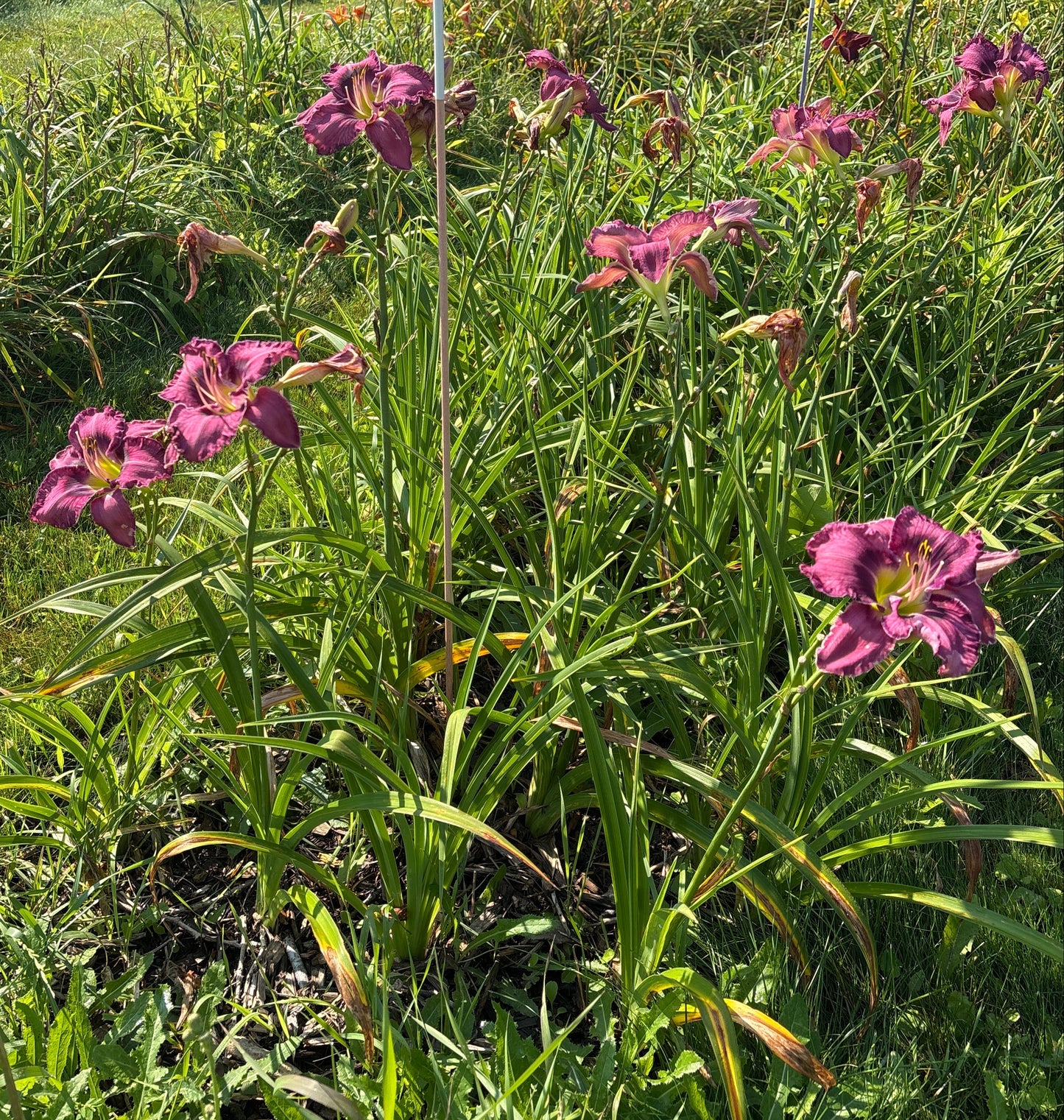 Aaliyah Lily ( Garden Name, Unregistered)