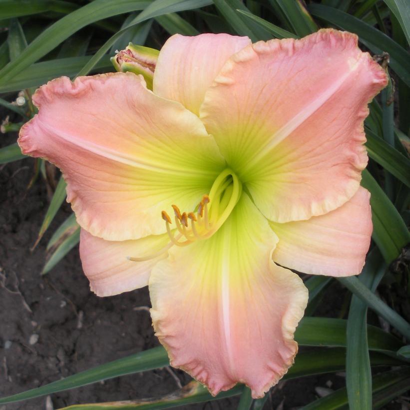 Pink Fanfare