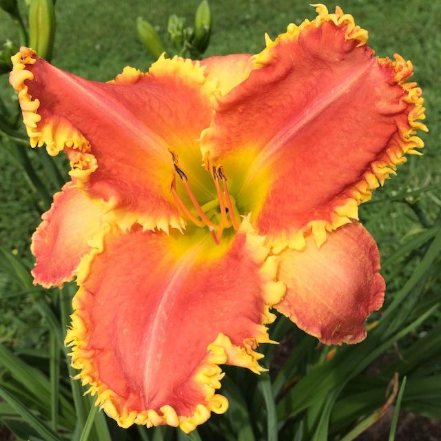 Russel Dynamic Dennis Russell – Dynamic Daylilies