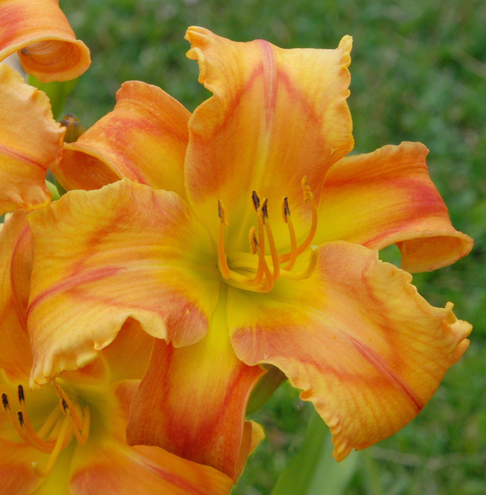 Dynamic Sunrise Dynamic Daylilies dynamic-sunrise-dynamic-daylilies