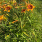Frisky Business (Garden Name, Unregistered)