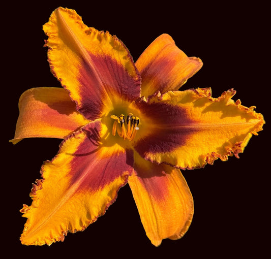 Woodsman's Axe (Garden Name, Unregistered)