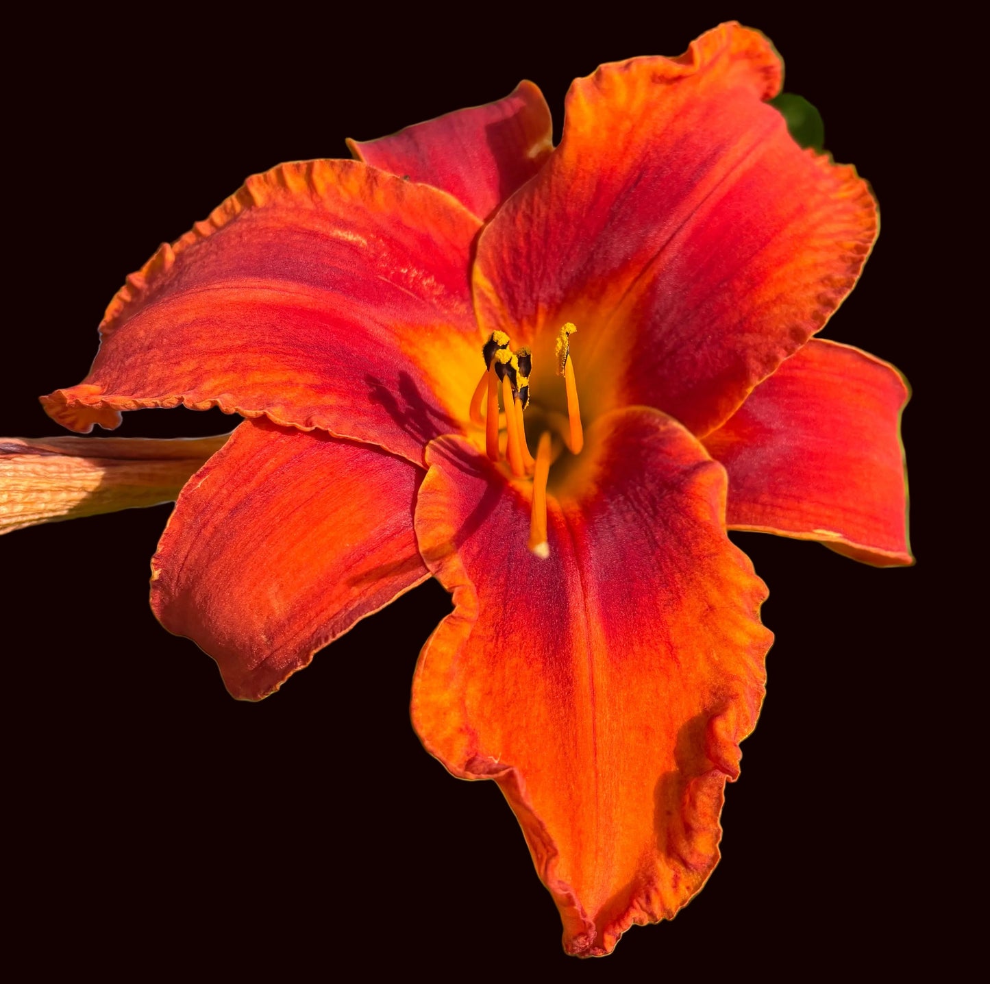 Magic Magma (Garden Name, Unregistered)