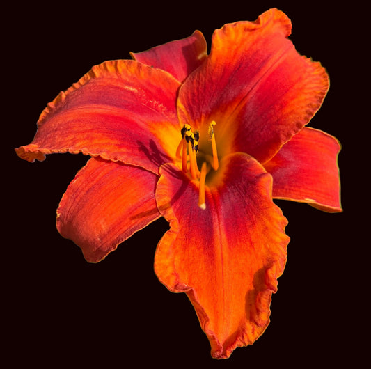 Magic Magma (Garden Name, Unregistered)