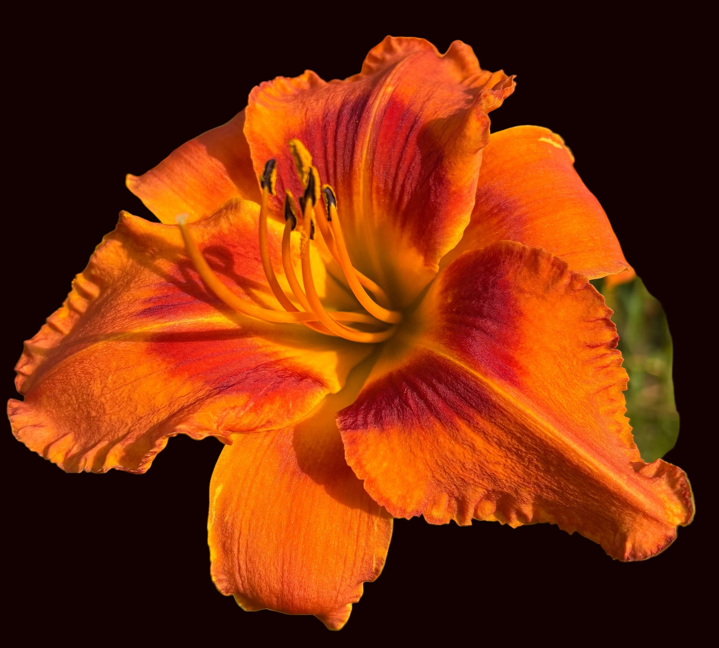 Fiery Foe (Garden Name, Unregistered)