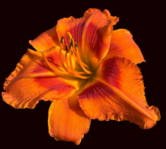 Fiery Foe (Garden Name, Unregistered)