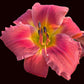 One Soft Whisper (Garden Name, Unregistered)