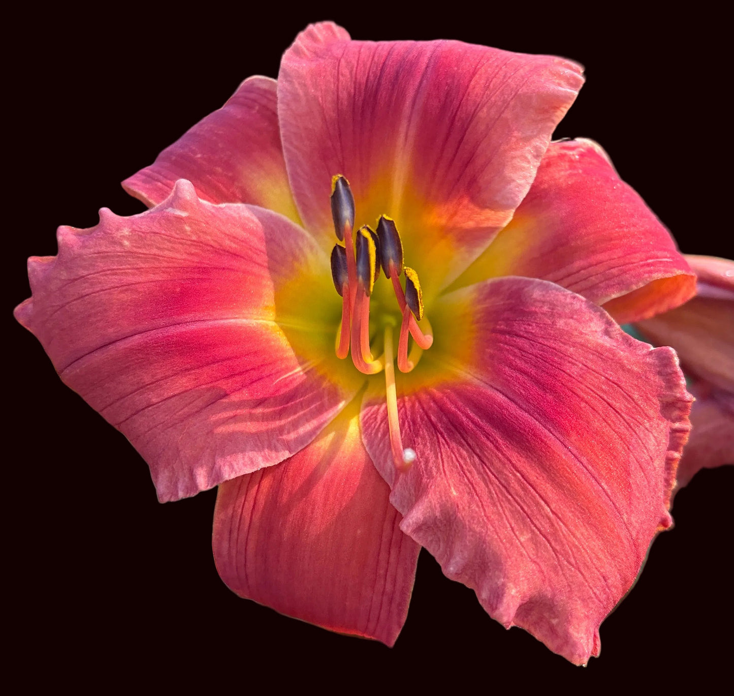 One Soft Whisper (Garden Name, Unregistered)