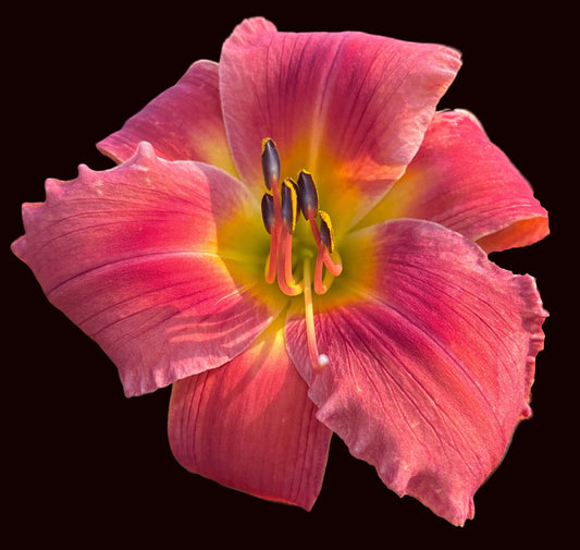One Soft Whisper (Garden Name, Unregistered)
