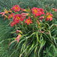 One Soft Whisper (Garden Name, Unregistered)