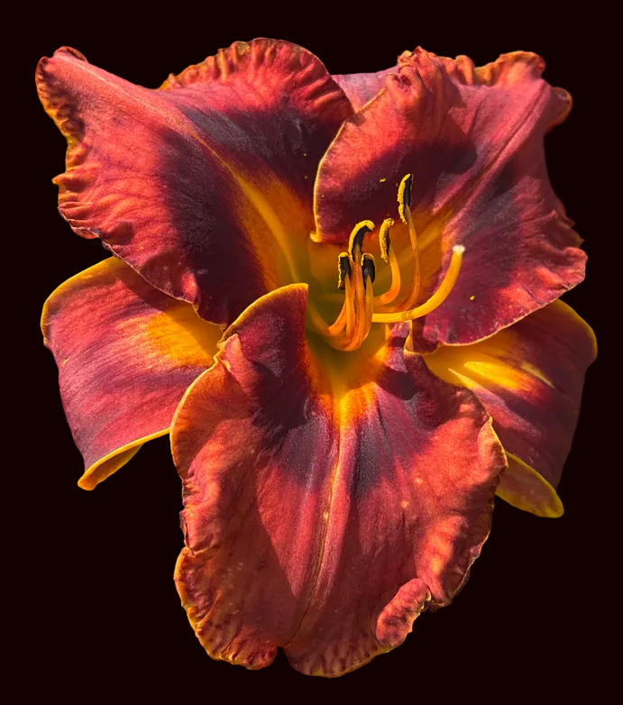 Tumbling Tortie (Garden Name, Unregistered)
