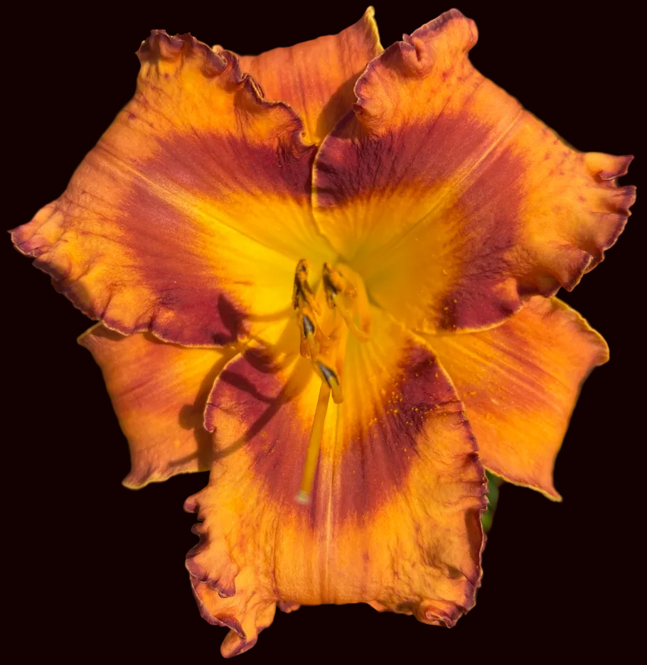 Desert Dance (Garden Name, Unregistered)
