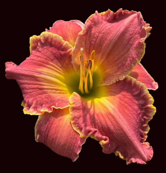 Poised Royalty (Garden Name, Unregistered)