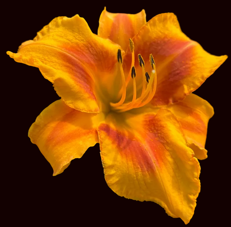 Bright n Bold (Garden Name, Unregistered)