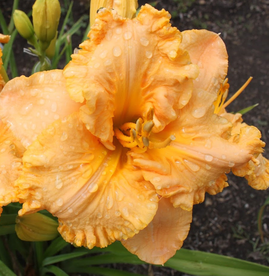 Exit Thru the Gift Shop