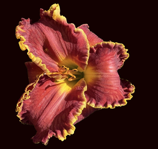 Second Best (Garden Name, Unregistered)