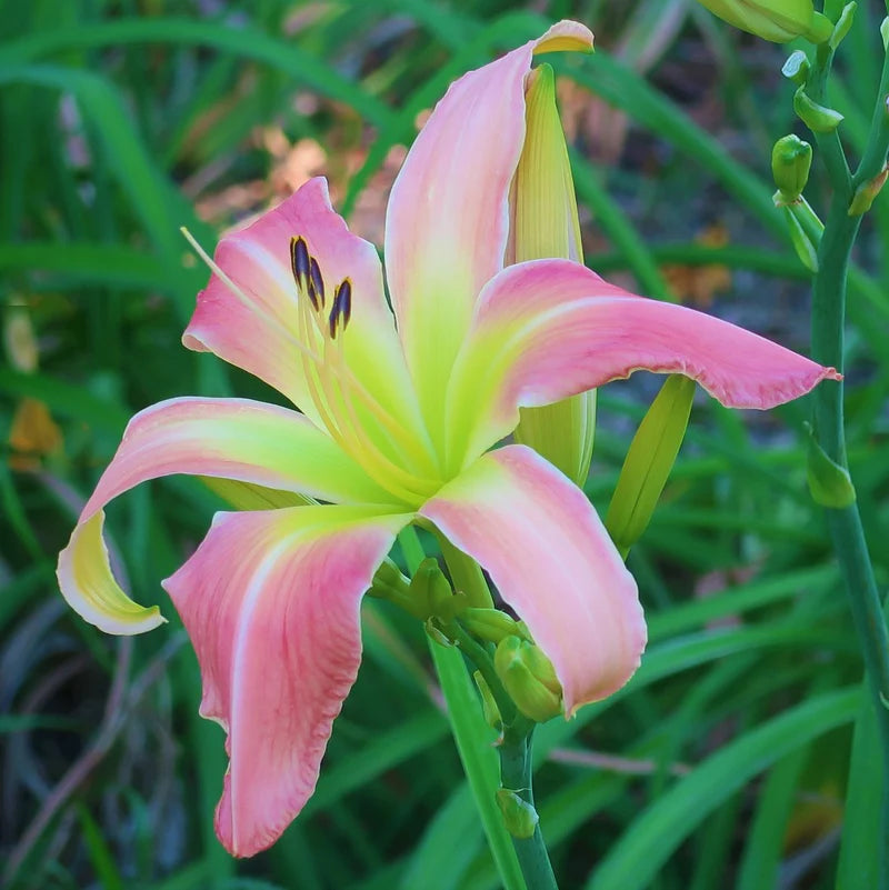 Webster's Pink Wonder