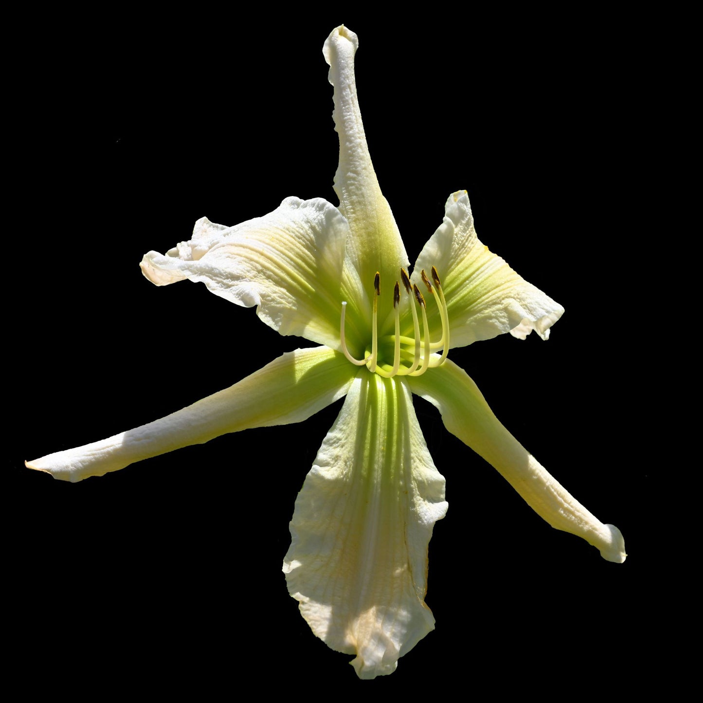 White Marvel